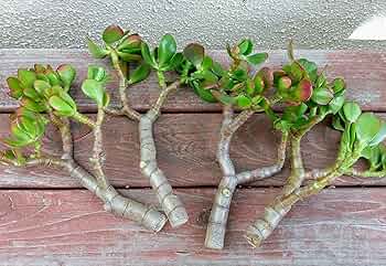 Nala ナラ　Cactus all in one 4 xl Slim Jim Cactus Opuntia Cochenillifera – Kens-Nursery